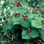 20 Red Trillium bulbs Wood Lily Plantations