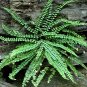 20 Maidenhair SPLEENWORT fern rhizomes (asplenium platyneuron) Plantations