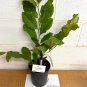 Ann Magnolia gallon pot shrub/tree Plantations
