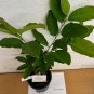 Magnolia stellata 1 gallon Pot Plantations