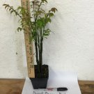 Dwarf Burning Bush gallon pot Hardy Shrub (Euonymus Alatus) Plantations