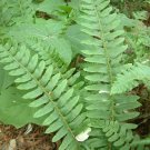 20 Christmas Fern rhizomes (Polystichum Acrostichoides) Plantations