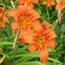 25 WILD DAYLILY fans/root systems Plantations