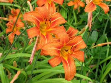 25 WILD DAYLILY fans/root systems Plantations