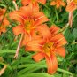 25 WILD DAYLILY fans/root systems Plantations
