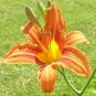 25 WILD DAYLILY fans/root systems Plantations