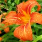 25 WILD DAYLILY fans/root systems Plantations