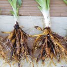 50 WILD DAYLILY fans/root systems Plantations