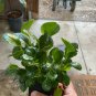 Peperomia Obtusifolia 'Baby Rubber Plant' Plantations
