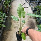 Alocasia - 'Portora' - Elephant Ear Indoor/Outdoor Tropical Plant - Cold Hardy Plantations