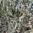 Olive Tree - 'Oblonga' - Olea Europaea Plantations