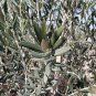 Olive Tree - 'Oblonga' - Olea Europaea Plantations