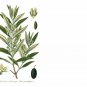 Olive Tree - 'Oblonga' - Olea Europaea Plantations