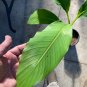 Musa - Basjoo Banana - Banana Tree - 2 Ft. Tall - Cold Hardy Variety to 10 &Acirc;&deg;F Plantations