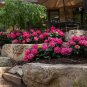 Summer Crush Endless Summer Hydrangea Plantations