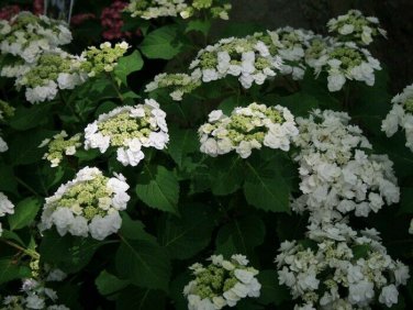 Wedding Gown White Double Delights Hydrangea Plantations