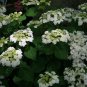 Wedding Gown White Double Delights Hydrangea Plantations