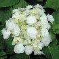 Wedding Gown White Double Delights Hydrangea Plantations
