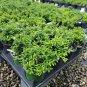 Soft Touch Dwarf Japanese Holly Plantations