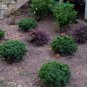Soft Touch Dwarf Japanese Holly Plantations