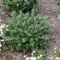 Soft Touch Dwarf Japanese Holly Plantations