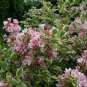 Variegated Dwarf Weigela ( florida variegata ) Plantations