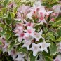 Variegated Dwarf Weigela ( florida variegata ) Plantations