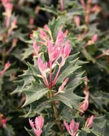 Party Lights Pink Flush Tea Olive (osmanthus) Plantations