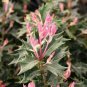 Party Lights Pink Flush Tea Olive (osmanthus) Plantations