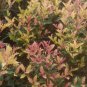 Party Lights Pink Flush Tea Olive (osmanthus) Plantations