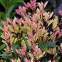 Party Lights Pink Flush Tea Olive (osmanthus) Plantations