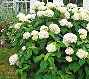Annabelle Smooth Hydrangea Arborescens Plantations