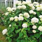 Annabelle Smooth Hydrangea Arborescens Plantations