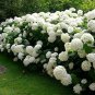 Annabelle Smooth Hydrangea Arborescens Plantations