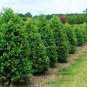 Nellie R. Stevens Holly Tree Plantations