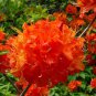 Mandarin Lights Orange Deciduous Azalea  Plantations