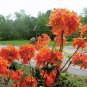 Mandarin Lights Orange Deciduous Azalea  Plantations