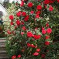 April Tryst Red Camellia Japonica ( Zone 6 ) Plantations