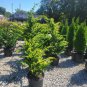Golden Fernleaf Hinoki False Cypress Plantations