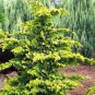 Golden Fernleaf Hinoki False Cypress Plantations