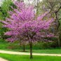Eastern Redbud Tree ( Cercis ) Plantations
