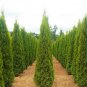 Degroots Spire Arborvitae ( Thuja ) Plantations