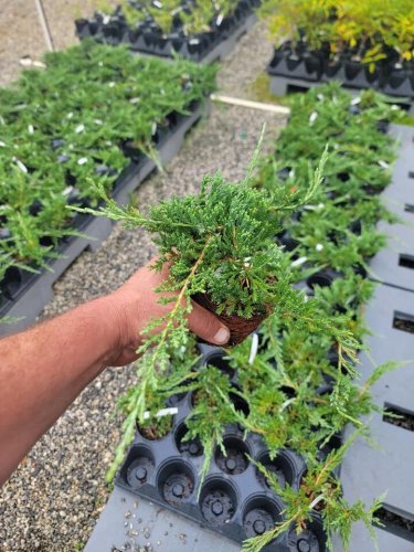 Blue Rug Spreading Juniper - Starter Plants Plantations