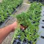 Blue Rug Spreading Juniper - Starter Plants Plantations