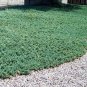 Blue Rug Spreading Juniper - Starter Plants Plantations