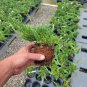 Blue Rug Spreading Juniper - Starter Plants Plantations