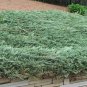 Blue Rug Spreading Juniper - Starter Plants Plantations