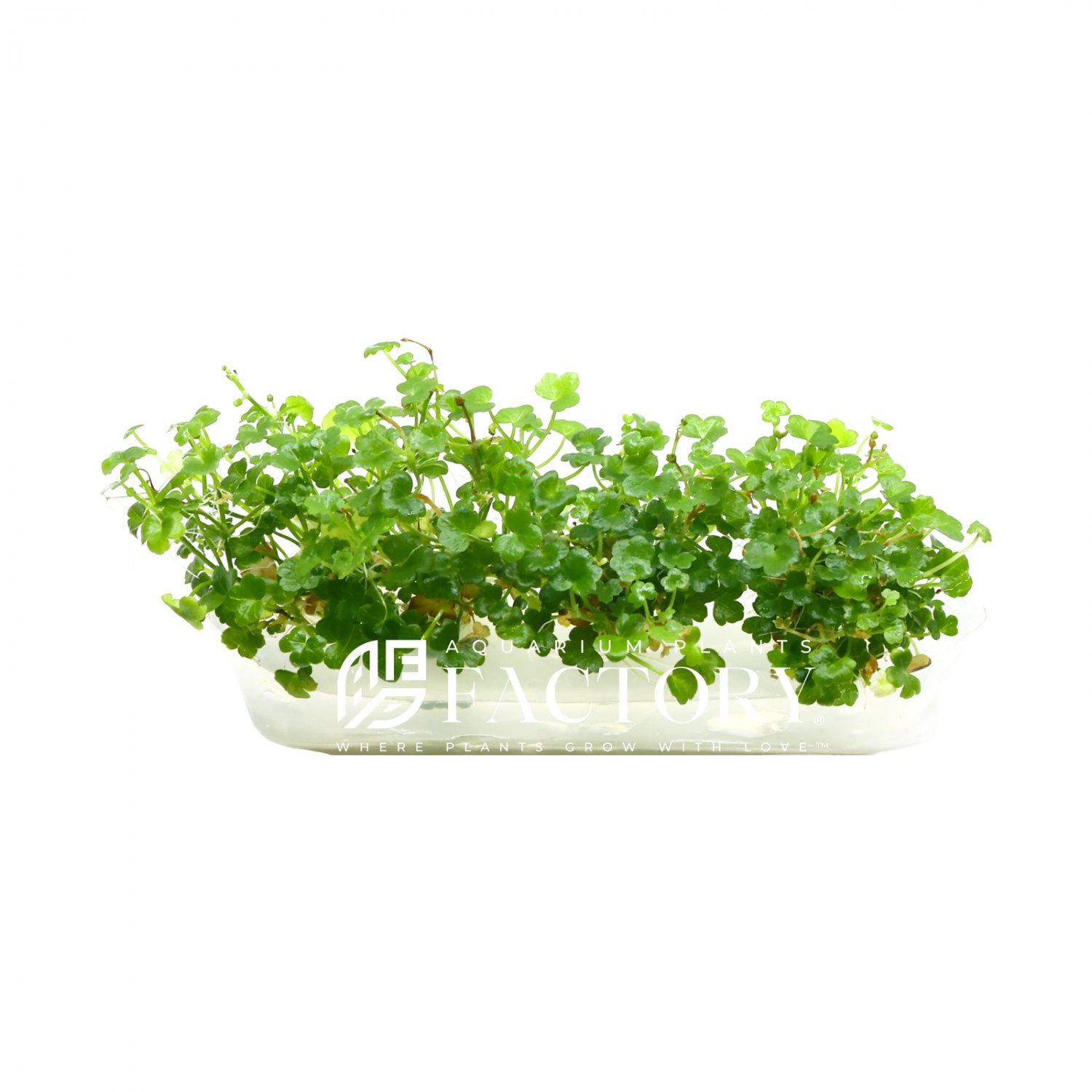 Hydrocotyle Tripartita Mini Tissue Culture Plantations