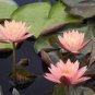 Hardy Water Lilies Packages Plantations