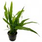 Java Fern Mother XL Plantations